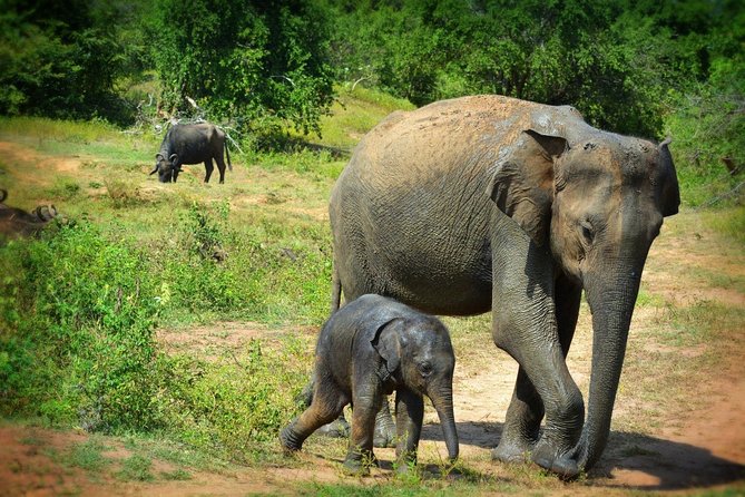 Exclusive 3-Hour Private Jeep Safari at Udawalawe National Park - Key points to know before you book