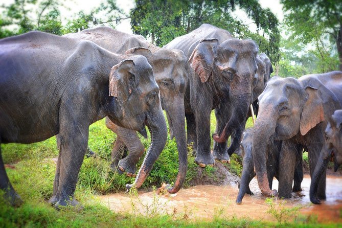 Exclusive 3-Hour Private Jeep Safari at Udawalawe National Park - Why Udawalawe works so well for a short safari