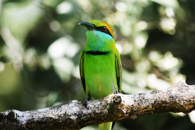 Exclusive 3-Hour Private Jeep Safari at Udawalawe National Park - Grasslands, waterholes, and forest edges