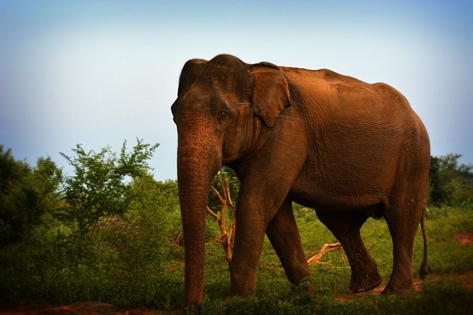 Exclusive 3-Hour Private Jeep Safari at Udawalawe National Park - The elephant experience is the main event
