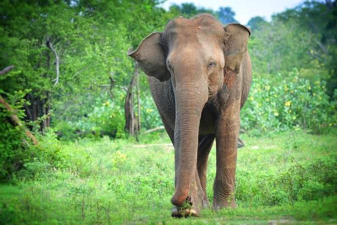 Exclusive 3-Hour Private Jeep Safari at Udawalawe National Park - The $25 price and what it really covers