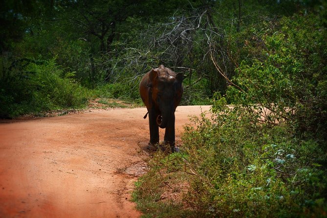 Exclusive 3-Hour Private Jeep Safari at Udawalawe National Park - Who will get the most from this safari