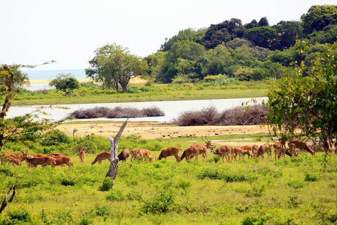 Exclusive: Full Day Leopard Safari at Yala National Park - Why Yala works best as a full-day safari