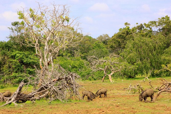 Exclusive: Full Day Leopard Safari at Yala National Park - Morning game drive through Yala’s dry zone