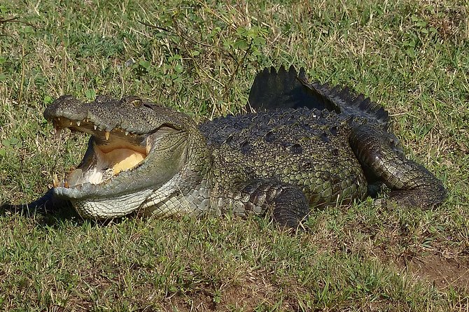 Exclusive: Full Day Leopard Safari at Yala National Park - The guide can make or break the wildlife search