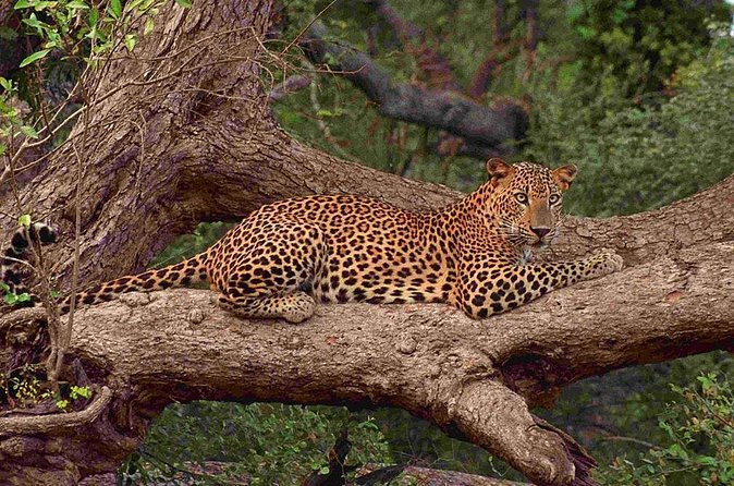 Exclusive: Full Day Leopard Safari at Yala National Park - What the $75 price really covers