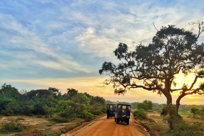 Exclusive: Full Day Leopard Safari at Yala National Park - The 5:30 a.m. hotel pickup