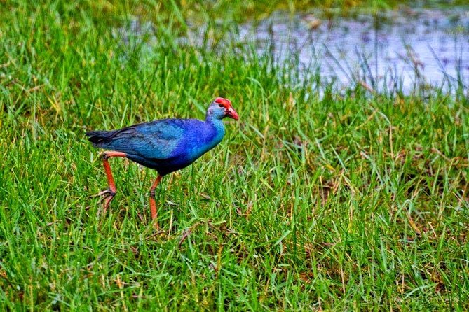 Exclusive: Muthurajawela Bird Watching Tour with Transfers - Why Muthurajawela is worth your time