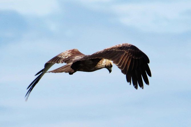 Exclusive: Muthurajawela Bird Watching Tour with Transfers - Into the mangroves by boat