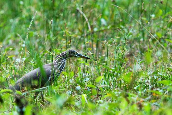 Exclusive: Muthurajawela Bird Watching Tour with Transfers - The wildlife you might spot