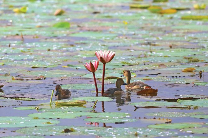 Exclusive: Muthurajawela Bird Watching Tour with Transfers - A private outing with a local feel
