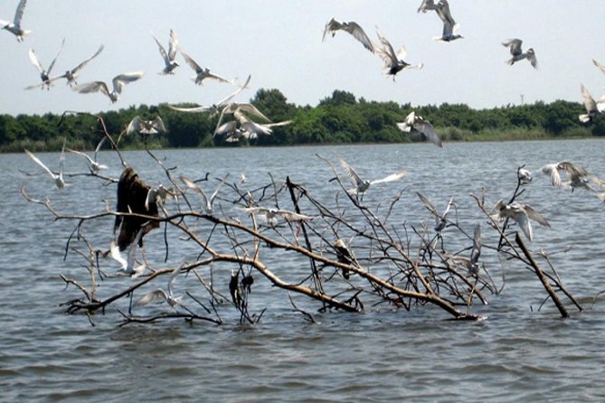 Exclusive: Muthurajawela Bird Watching Tour with Transfers - What the $35 price really covers