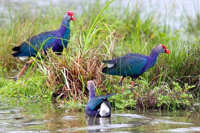 Exclusive: Muthurajawela Bird Watching Tour with Transfers - Small drawbacks to plan around
