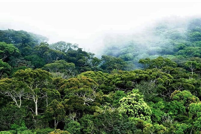 Experience the Beauty and History of Sri Lanka - Should you book Celestial Sri Lanka’s Kandy tour?