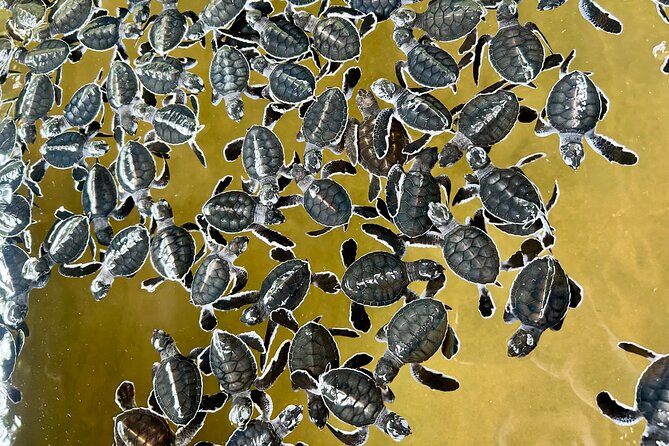 Explore Bentota Village: Guided Tuk Tuk Safari - Induruwa Sea Turtle Conservation Project