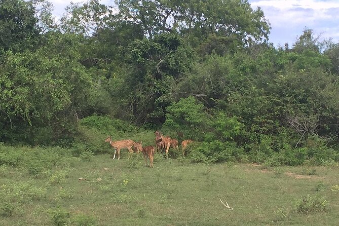 Explore The Beauty Of Udawalawe National Park From South Coast During 01 Day - Timing, Comfort, and Practical Limits