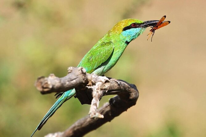 Explore The Beauty Of Udawalawe National Park From South Coast During 01 Day - Who Will Get the Most From This Safari