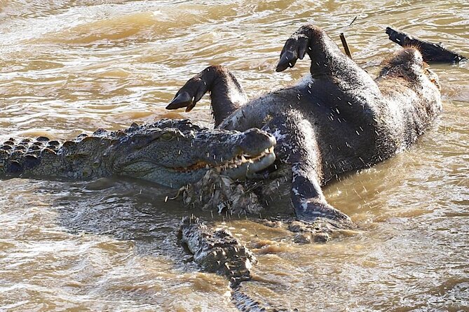Explore The Beauty Of Udawalawe National Park From South Coast During 01 Day - How This Compares With a Shared Safari