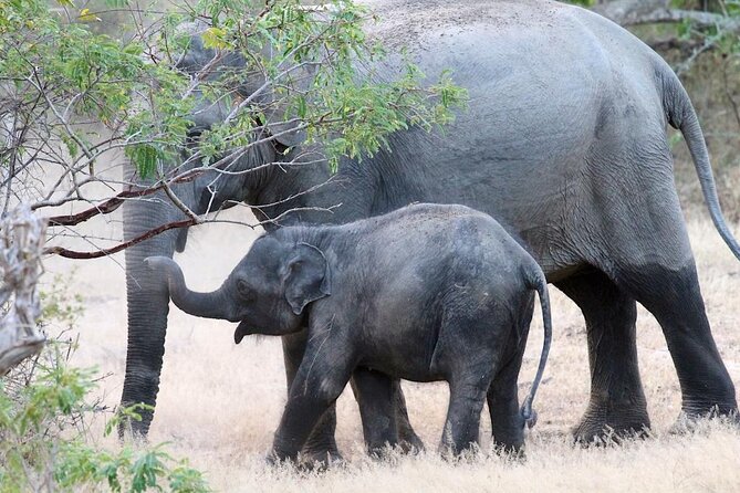 Explore The Beauty Of Udawalawe National Park From South Coast During 01 Day - Booking Advice Before You Set Out