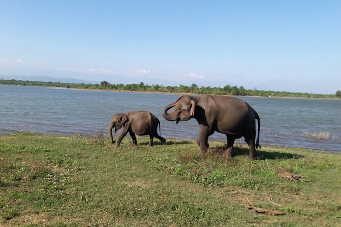 Explore The Beauty Of Udawalawe National Park From South Coast During 01 Day - What the $90 Price Really Covers