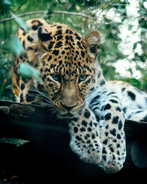 Explore the MAGIC of Sri Lanka in 7days -4 Star hotels Incl. - Day 4: Gardens, tea, and mountain roads