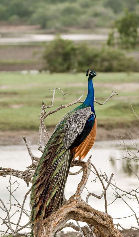 Explore the MAGIC of Sri Lanka in 7days -4 Star hotels Incl. - Day 6: Ella train ride and Yala National Park