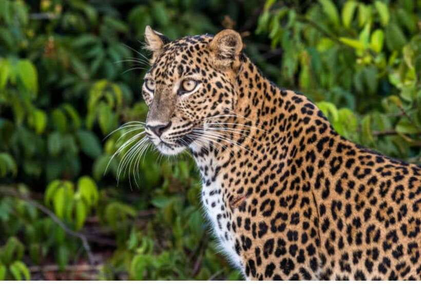 From Anuradhapura: All Inclusive Full Day Safari at Wilpattu - Key points to know before you book
