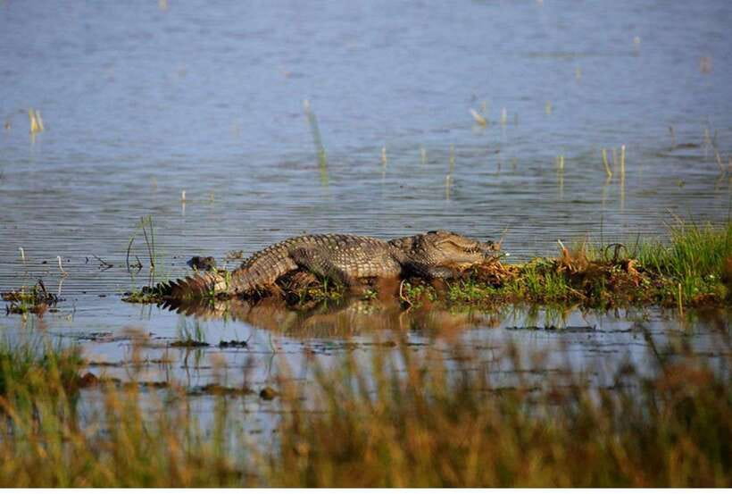 From Anuradhapura: All Inclusive Full Day Safari at Wilpattu - Why a full day at Wilpattu is worth considering