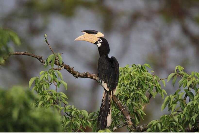 From Anuradhapura: All Inclusive Full Day Safari at Wilpattu - Entering Wilpattu National Park