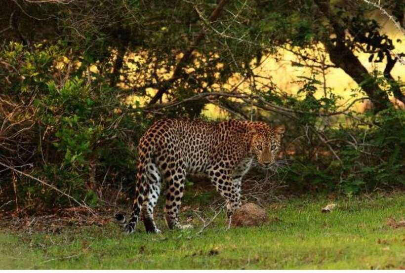 From Anuradhapura: All Inclusive Full Day Safari at Wilpattu - The 5:00 pm return and the long-day tradeoff