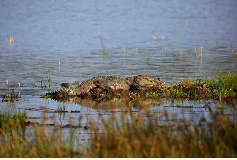 From Anuradhapura: All Inclusive Full Day Safari at Wilpattu - Who will enjoy this safari most