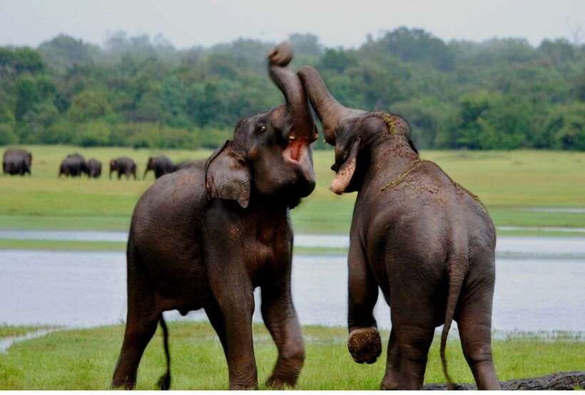From Anuradhapura: All Inclusive Full Day Safari at Wilpattu - The 5:00 am pickup from Anuradhapura