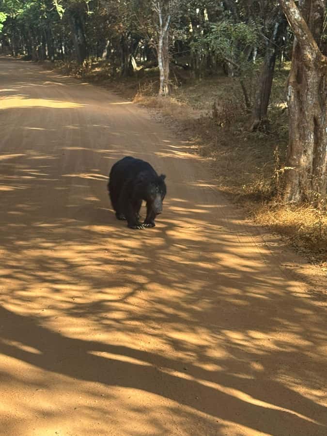 From Anuradhapura:Wilpattu Full-Day Wildlife Safari. - Why a full day at Wilpattu makes sense