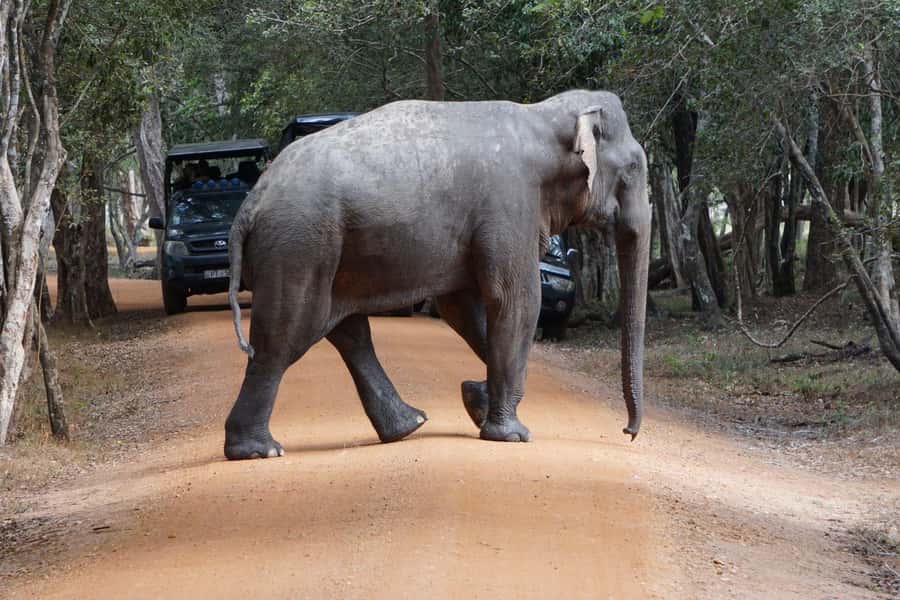From Anuradhapura:Wilpattu Full-Day Wildlife Safari. - Breakfast before the game drive