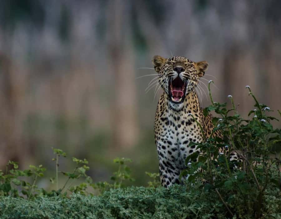 From Anuradhapura:Wilpattu Full-Day Wildlife Safari. - Entering Wilpattu in a customized 4x4