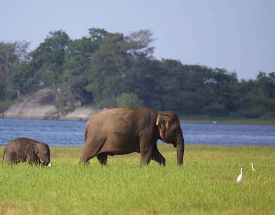From Anuradhapura:Wilpattu Full-Day Wildlife Safari. - What you might see during the drive