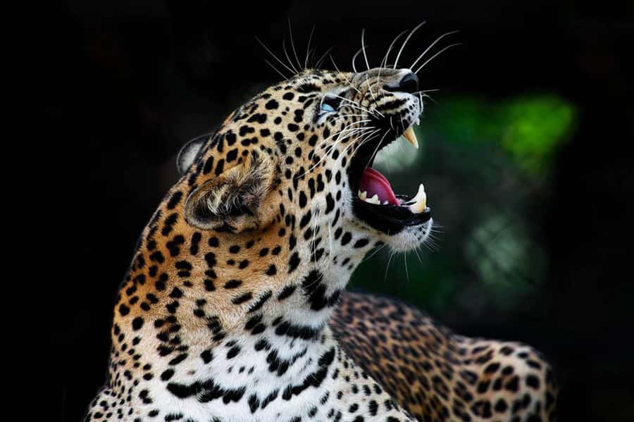 From Anuradhapura:Wilpattu Full-Day Wildlife Safari. - The scenery between animal sightings