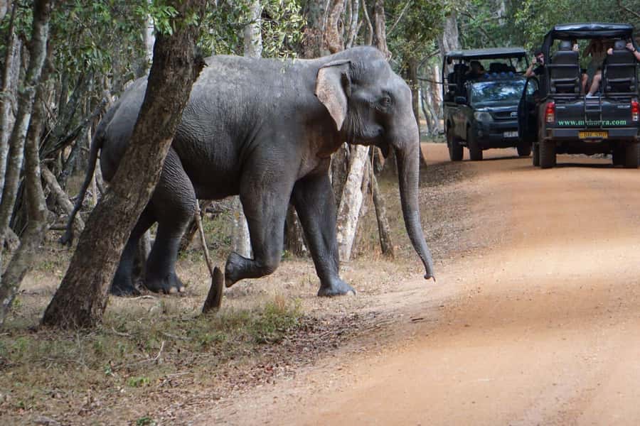 From Anuradhapura:Wilpattu Full-Day Wildlife Safari. - Is the $121 price good value?