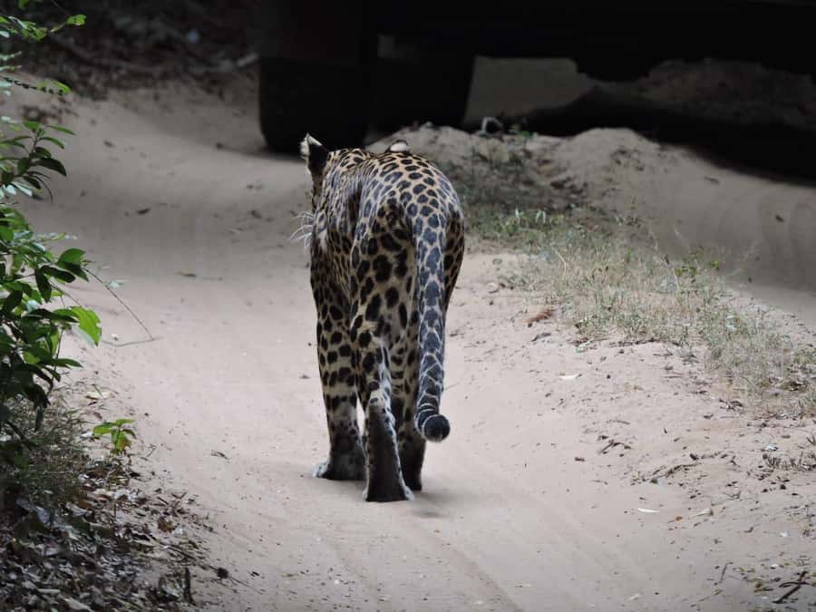 From Anuradhapura:Wilpattu Full-Day Wildlife Safari. - Who should book this Wilpattu safari?
