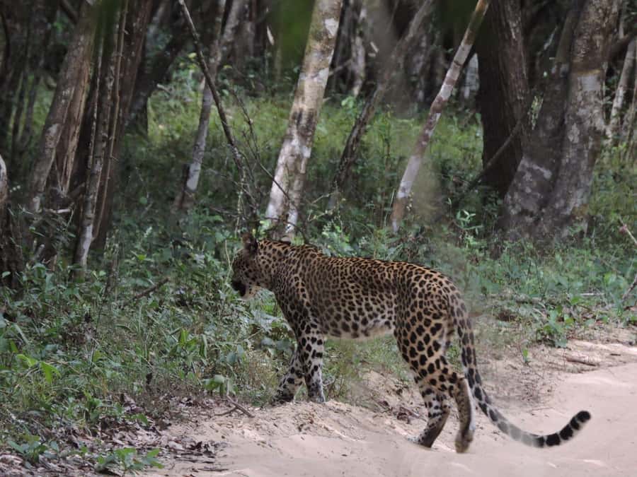 From Anuradhapura:Wilpattu Full-Day Wildlife Safari. - Leaving Anuradhapura before sunrise