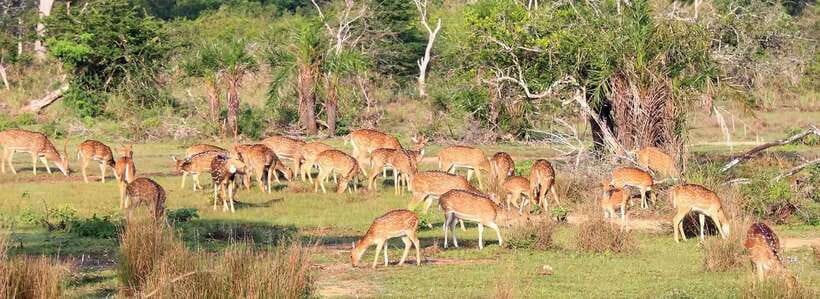From Anuradhapura: Wilpattu National Park Half-Day Safari - Key points to know before booking