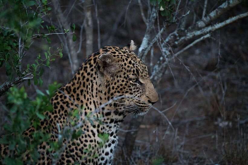 From Anuradhapura: Wilpattu National Park Half-Day Safari - Looking for leopards, elephants, and sloth bears
