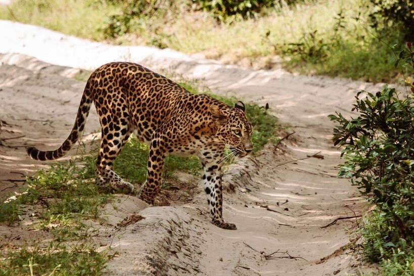 From Anuradhapura: Wilpattu National Park Half-Day Safari - The private jeep and guide experience
