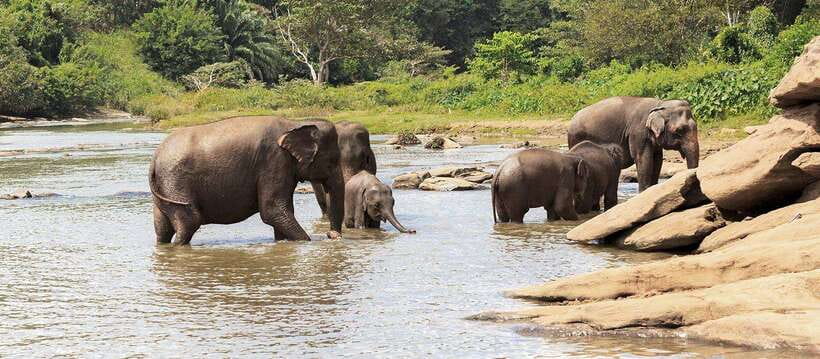 From Anuradhapura: Wilpattu National Park Half-Day Safari - What to bring for a more comfortable safari