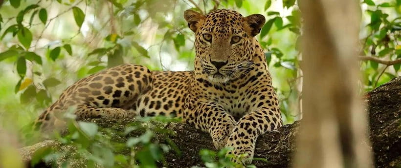 From Anuradhapura: Wilpattu National Park Half-Day Safari - Who will get the most from this tour
