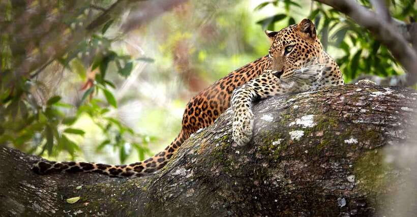 From Anuradhapura: Wilpattu National Park Half-Day Safari - Should you book the Wilpattu safari from Anuradhapura?