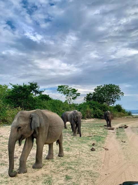 From Anuradhapura: Wilpattu National park Safari - Key points to know before you book