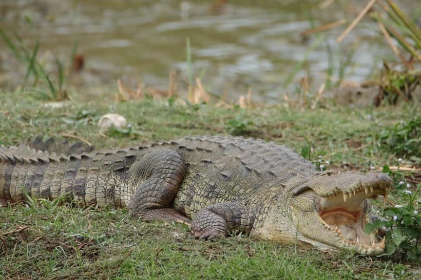 From Anuradhapura: Wilpattu National park Safari - Why Wilpattu works well from Anuradhapura