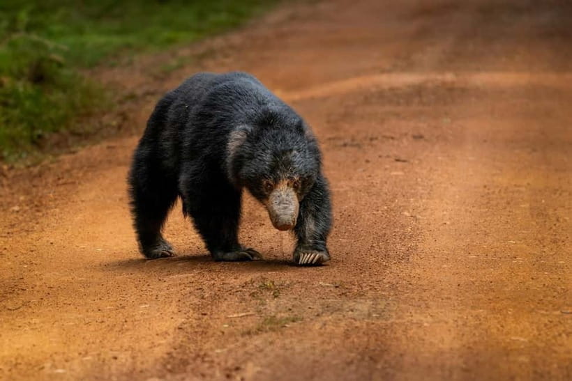 From Anuradhapura: Wilpattu National park Safari - Leopards, sloth bears, elephants, and smaller sightings