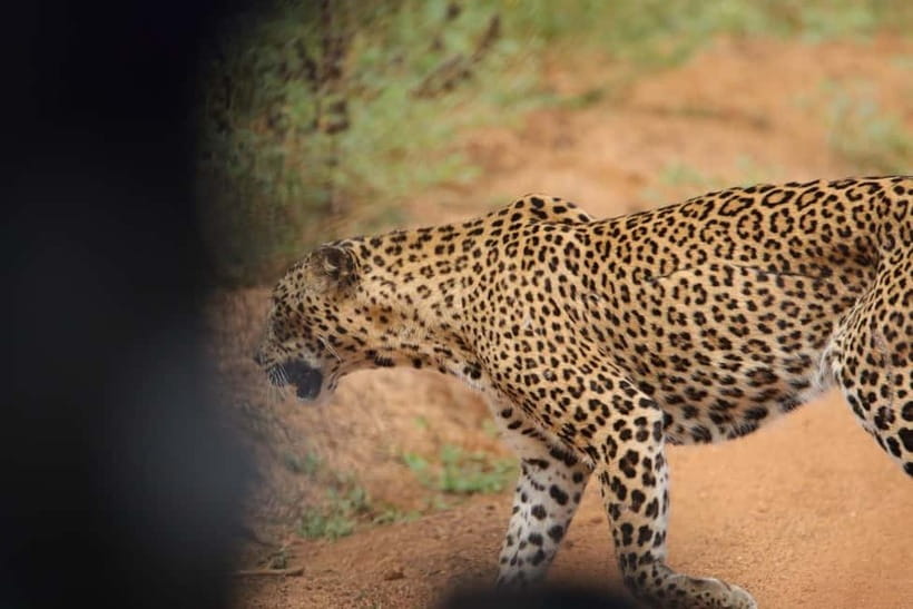 From Anuradhapura: Wilpattu National park Safari - Food, timing, and what the price really covers